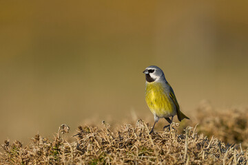 Male Black-throated Finch (Melanodera melanodera melanodera) perched on a piece of dead gorse on Bleaker Island in the Falkland Islands.