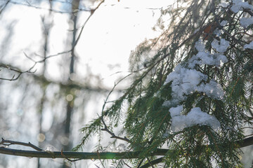 First signs of snow on a fir tree in new season in the mountains, Poland Szczyrk