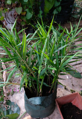 Ginger plant growing in green planter bag.