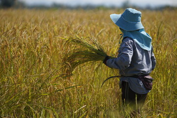 Thai farmers harvest rice using traditional methods. Mountain view in the background