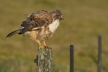 Variable Hawk (Buteo polyosoma) perched on a fence post on Bleaker Island in the Falkland Islands