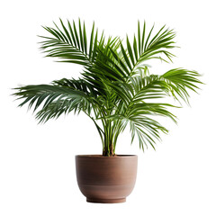 Obraz premium palm tree isolated on white background