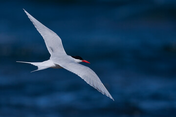 Fototapeta premium South American Tern (Sterna hirundinacea) feeding on the coast of Bleaker Island in the Falkland Islands