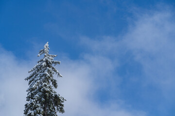 Outdoor pine tree covered with first snow in late autumn. November in polish mountains. 