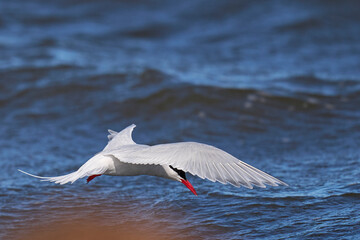 South American Tern (Sterna hirundinacea) feeding on the coast of Bleaker Island in the Falkland...