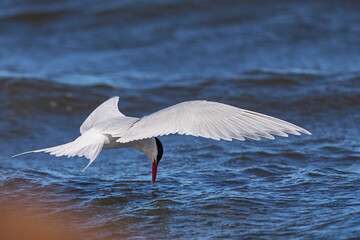 South American Tern (Sterna hirundinacea) feeding on the coast of Bleaker Island in the Falkland...