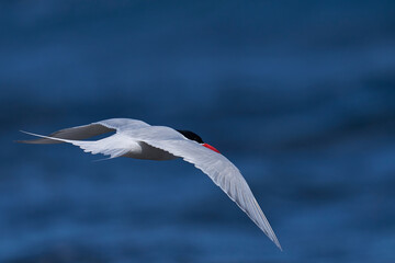 South American Tern (Sterna hirundinacea) feeding on the coast of Bleaker Island in the Falkland Islands