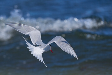 South American Tern (Sterna hirundinacea) feeding on the coast of Bleaker Island in the Falkland Islands