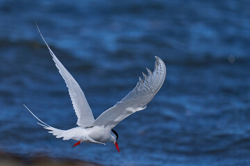 South American Tern (Sterna hirundinacea) feeding on the coast of Bleaker Island in the Falkland Islands