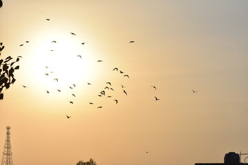 Beautiful Sunsets and Birds in India