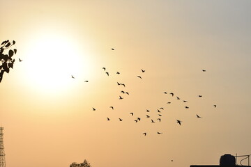 Beautiful Sunsets and Birds in India