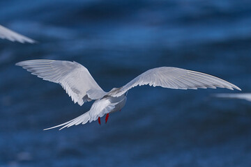 South American Tern (Sterna hirundinacea) feeding on the coast of Bleaker Island in the Falkland Islands