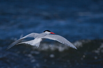 South American Tern (Sterna hirundinacea) feeding on the coast of Bleaker Island in the Falkland Islands