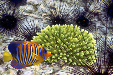 Black beautifull sea urchin/ Red Sea