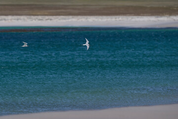 Naklejka premium South American Tern (Sterna hirundinacea) feeding on the coast of Bleaker Island in the Falkland Islands