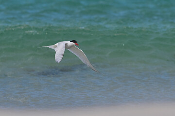 South American Tern (Sterna hirundinacea) feeding on the coast of Bleaker Island in the Falkland Islands