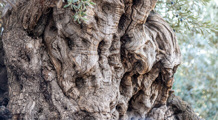 Close-up of the trunk of an ancient olive tree in the Garden of Gethsemane in Jerusalem © Rex Wholster