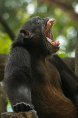 portrait of a Chimpanzee in a zoo