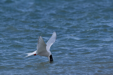 South American Tern (Sterna hirundinacea) feeding on the coast of Bleaker Island in the Falkland Islands