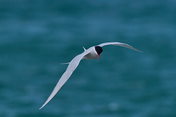 South American Tern (Sterna hirundinacea) feeding on the coast of Bleaker Island in the Falkland Islands