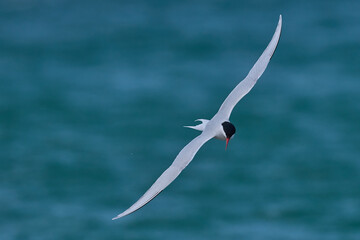 South American Tern (Sterna hirundinacea) feeding on the coast of Bleaker Island in the Falkland Islands