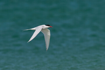 South American Tern (Sterna hirundinacea) feeding on the coast of Bleaker Island in the Falkland...