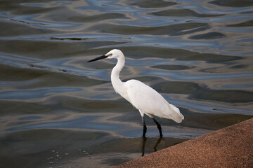 White Egret, black beak and legs Standing at the edge of a pond with small waves in the evening.

