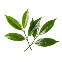 the AI Image Generator, Fresh green leaves branch isolated