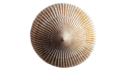 Seashell transparent background
