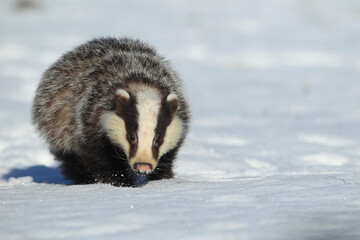 The european badger looks for the food in winter snowed country © Dennis Eid