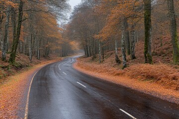 Fototapeta premium Winding Road Through Autumnal Forest After Rain