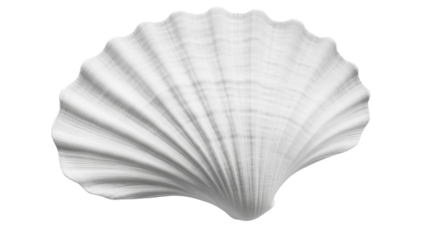 Seashell transparent background