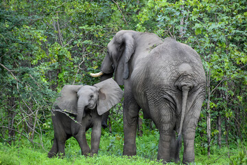 Fototapeta premium A mother and baby elephant walking in the forest in Africa