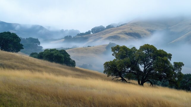 Fog rolling over golden hills and oak trees in park