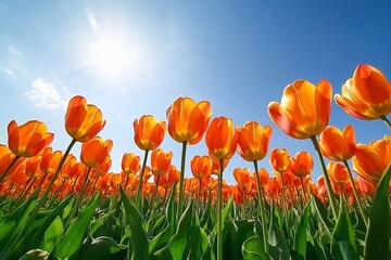 Fototapeta premium Vibrant Orange Tulip Field Under a Clear Blue Sky