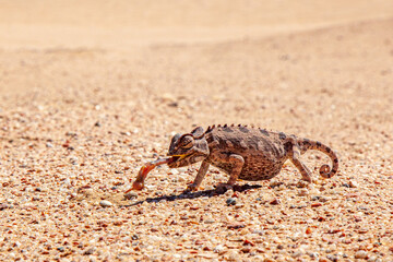 Namaqua Chameleon stretches out sticky tongue to get a worm