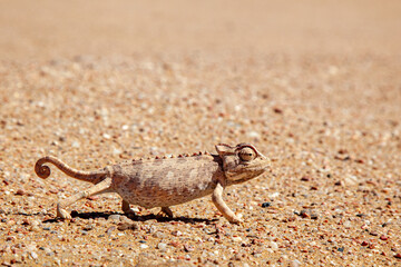 Namaqua Chameleon side profile whilst walking