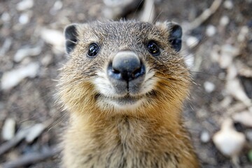Naklejka premium Charming Close-Up of a Curious Mongooses in Its Natural Habitat