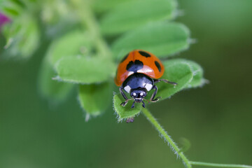 Coccinella septempunctata