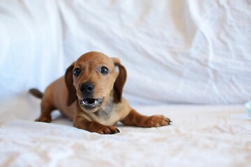 Filhote de cachorro da raça dachshund num ensaio fotográfico com fundo branco.