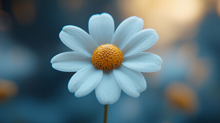 heart-shaped chamomile flower against a blurred background, symbolizing love, purity, simplicity, peace, and natural beauty, creating a calming and serene atmosphere for viewers to appreciate