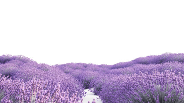 Lavender field transparent background