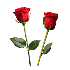 Fototapeta premium Pair of fresh red roses with green stems and leaves, symbolizing love, romance, and beauty, isolated on a white background.