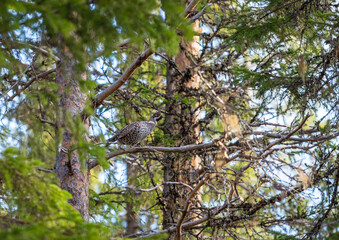 Hazel grouse on a tree branch in a coniferous forest in the Republic of Karelia in summer