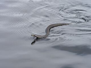 A viper swimming on the surface of a lake