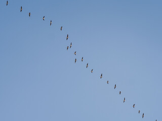 A flock of geese returns from the south to the north in spring against a blue sky