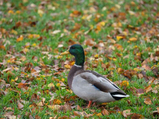 Duck on a lawn with grass and fallen leaves after leaf fall in autumn