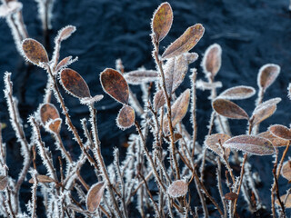 Dry leaves of marsh grass covered with frost after a night frost in autumn in the Republic of...