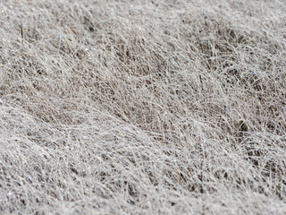 Ice crystals, frost on dry grass after a night frost in Republic of Karelia
