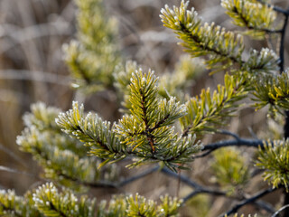 Spruce branches with green needles in Karelia in a sunny morning
